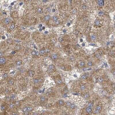 Immunohistochemistry-Paraffin: RPL32 Antibody [NBP2-30682]