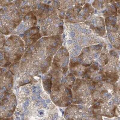 Immunohistochemistry-Paraffin: RPL32 Antibody [NBP2-30682]