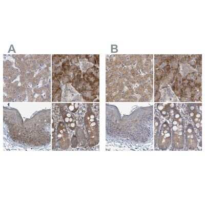 Immunohistochemistry-Paraffin: RPL32 Antibody [NBP2-48874]