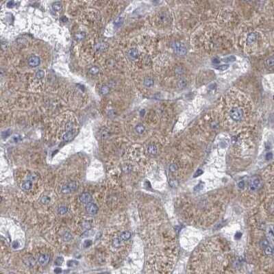Immunohistochemistry-Paraffin: RPL32 Antibody [NBP2-48874]