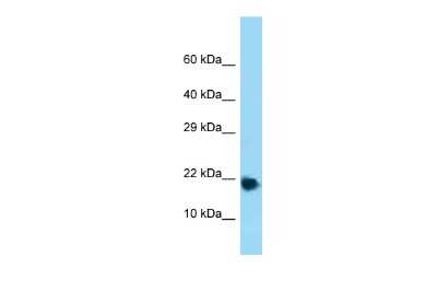 Western Blot: RPL32 Antibody [NBP3-10535]