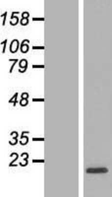 Western Blot: RPL32 Overexpression Lysate [NBL1-15527]