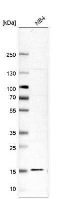 Western Blot: RPL34 Antibody [NBP1-81331]