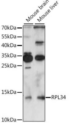 Western Blot: RPL34 AntibodyAzide and BSA Free [NBP2-93028]