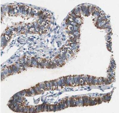 Immunohistochemistry-Paraffin: RPL35 Antibody [NBP1-81330]