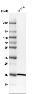 Western Blot: RPL35 Antibody [NBP1-81330]