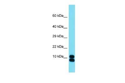 Western Blot: RPL35 Antibody [NBP2-83470]