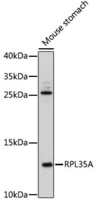 Western Blot: RPL35A AntibodyAzide and BSA Free [NBP2-93083]