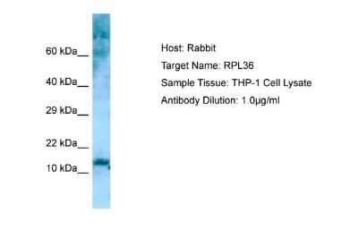 Western Blot: RPL36 Antibody [NBP1-98591]