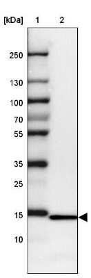 Western Blot: RPL36 Antibody [NBP2-13255]