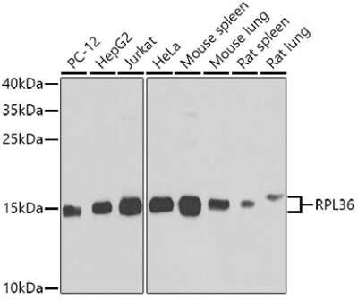 Western Blot: RPL36 AntibodyBSA Free [NBP2-94161]