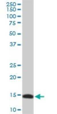 Western Blot: RPL36A Antibody (5F8) [H00006173-M01]