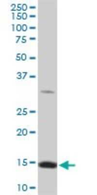 Western Blot: RPL36A Antibody (5F8) [H00006173-M01]