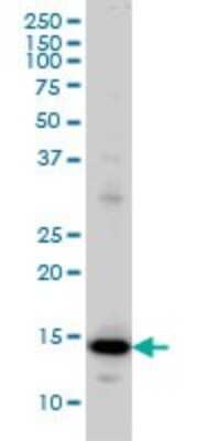 Western Blot: RPL36A Antibody (6H1) [H00006173-M02]