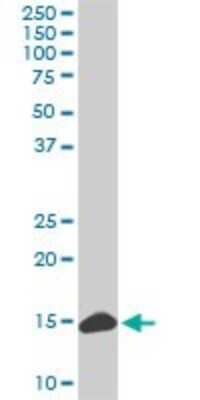 Western Blot: RPL36A Antibody (6H1) [H00006173-M02]