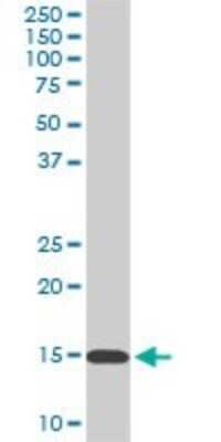 Western Blot: RPL36A Antibody (6H1) [H00006173-M02]