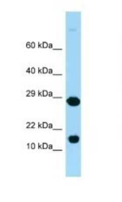 Western Blot: RPL37 Antibody [NBP1-98369]