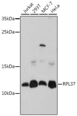 Western Blot: RPL37 AntibodyAzide and BSA Free [NBP2-95175]