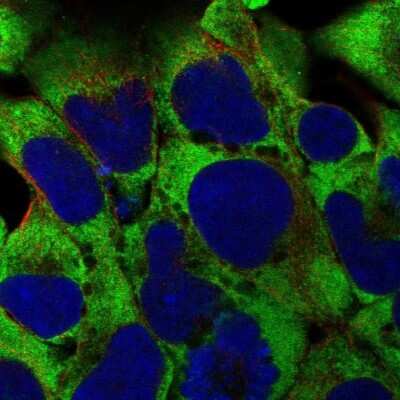 Immunocytochemistry/ Immunofluorescence: RPL38 Antibody [NBP2-30693]