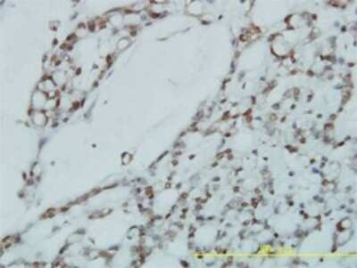 Immunohistochemistry-Paraffin: RPL39L Antibody (4A8-1B6) [H00116832-M01]