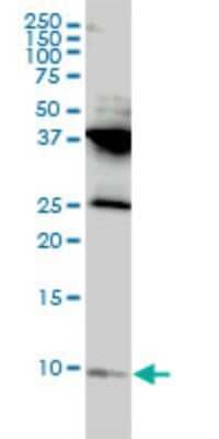 Western Blot: RPL39L Antibody (4A8-1B6) [H00116832-M01]