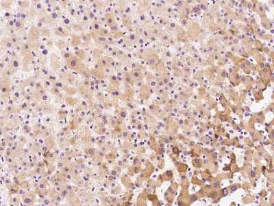 Immunohistochemistry-Paraffin: RPL39L Antibody [NBP2-97619]