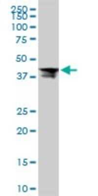 Western Blot: RPL4 Antibody (4A3) [H00006124-M01]