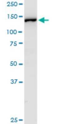 Western Blot: RPL4 Antibody [H00006124-D01P]