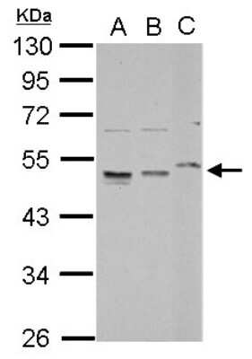 Western Blot: RPL4 Antibody [NBP2-20215]