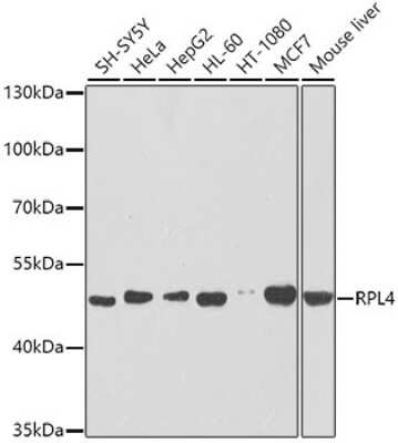 Western Blot: RPL4 AntibodyBSA Free [NBP2-94398]