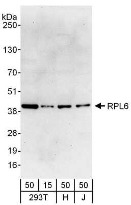 Western Blot: RPL6 Antibody [NBP2-04035]