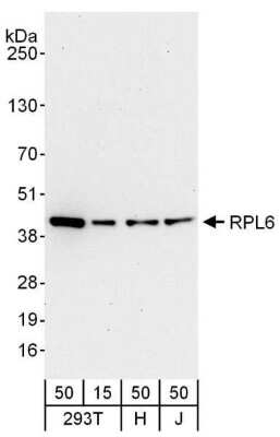 Western Blot: RPL6 Antibody [NBP2-04036]