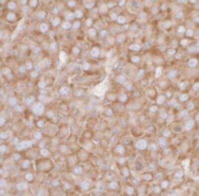 Immunohistochemistry-Paraffin: RPL7 Antibody [NB100-2269]