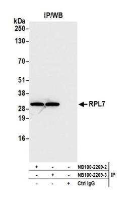 Immunoprecipitation: RPL7 Antibody [NB100-2269]