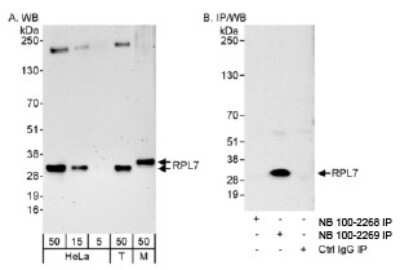 Western Blot: RPL7 Antibody [NB100-2268]
