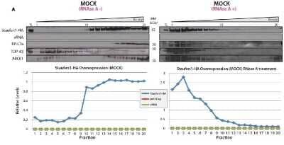 Western Blot: RPL7 Antibody [NB100-2268]