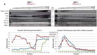 Western Blot: RPL7 Antibody [NB100-2268]