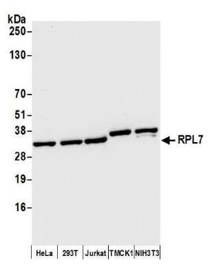 Western Blot: RPL7 Antibody [NB100-2269]