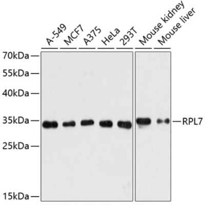 Western Blot: RPL7 AntibodyAzide and BSA Free [NBP2-93625]