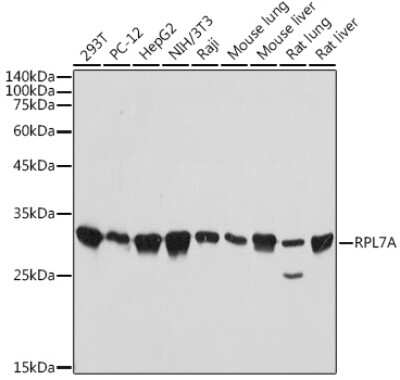 Western Blot: RPL7A Antibody (4I8Y6) [NBP3-15710]