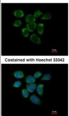 Immunocytochemistry/ Immunofluorescence: RPL7A Antibody [NBP2-20217]