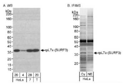 Western Blot: RPL7A Antibody [NB100-2277]