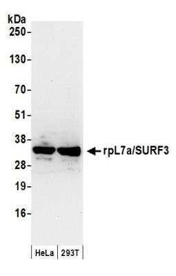 Western Blot: RPL7A Antibody [NB100-2277]