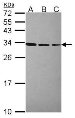 Western Blot: RPL7A Antibody [NBP2-20217]