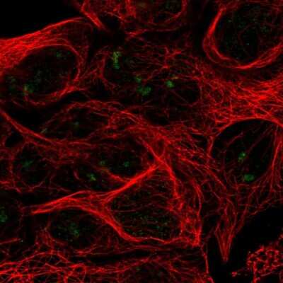 Immunocytochemistry/ Immunofluorescence: RPL7L1 Antibody [NBP2-54939]