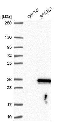 Western Blot: RPL7L1 Antibody [NBP1-92348]