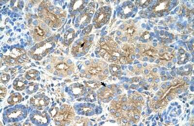 Immunohistochemistry-Paraffin: RPL8 Antibody [NBP1-57473]