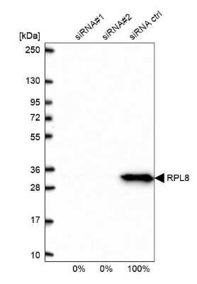 Western Blot: RPL8 Antibody [NBP2-48827]