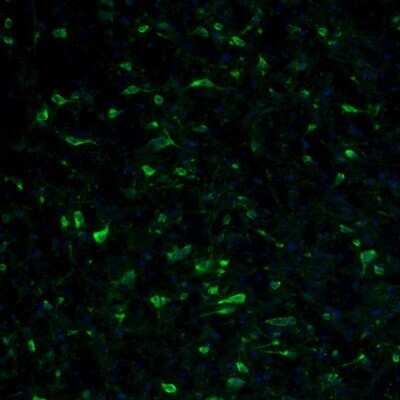 Immunohistochemistry: RPL9 Antibody [NBP1-82853]