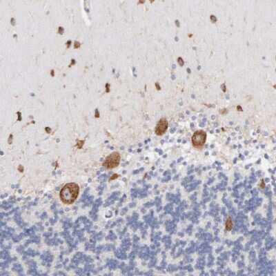 Immunohistochemistry-Paraffin: RPL9 Antibody [NBP1-82853]